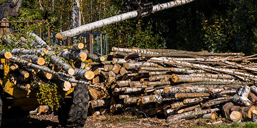 Skogsdrift er krevende arbeid. Leasing av hogstmaskiner og lastbærere kan gjøre driften enklere,