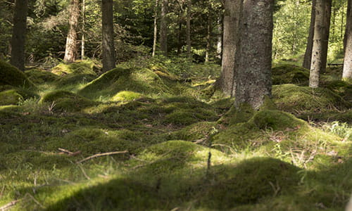Tapet med grønn skog